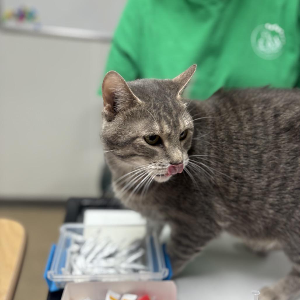 Luna, a Adoptable Domestic Short Hair in St. Peters, MO image 2/2