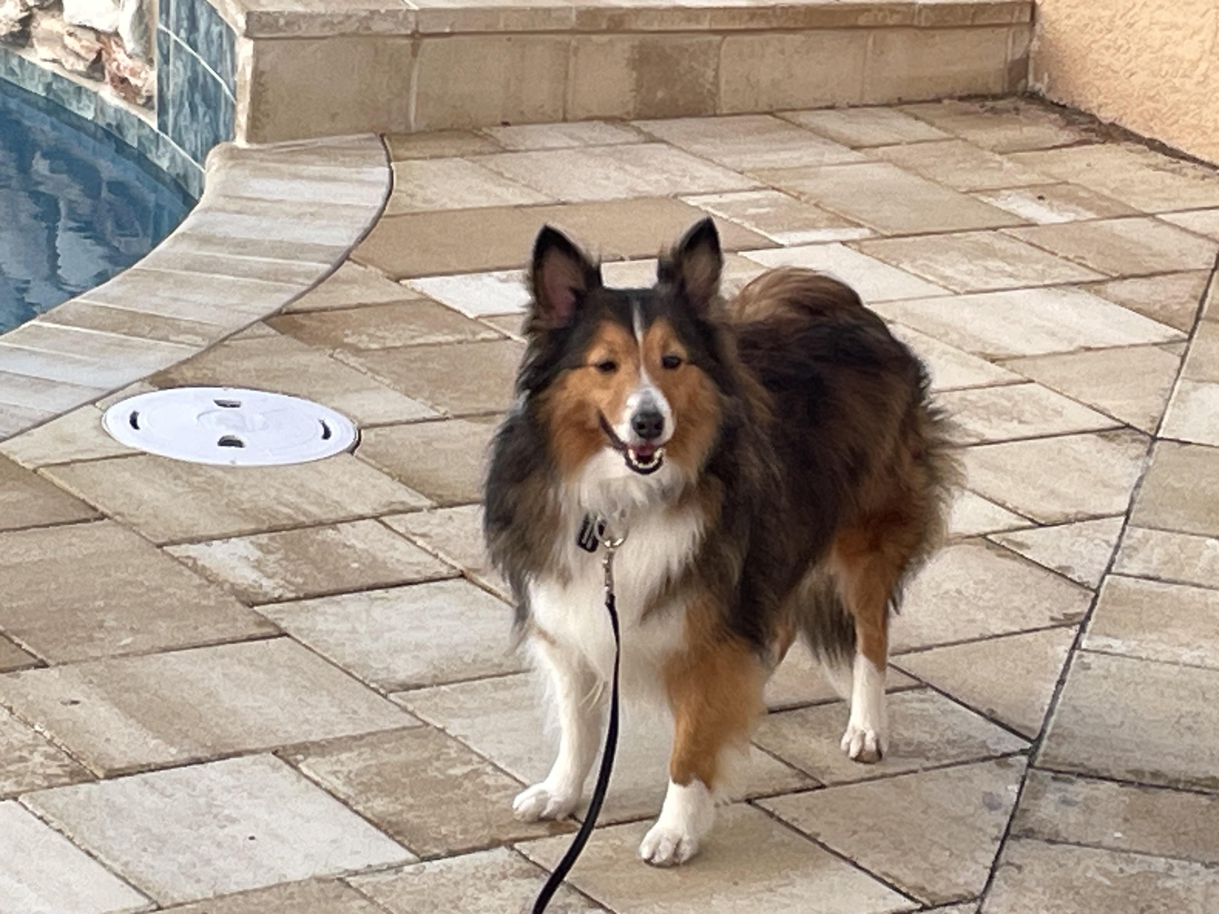 Enlarge Reba, a Adoptable Shetland Sheepdog / Sheltie in Palm Bay, FL image 1/3