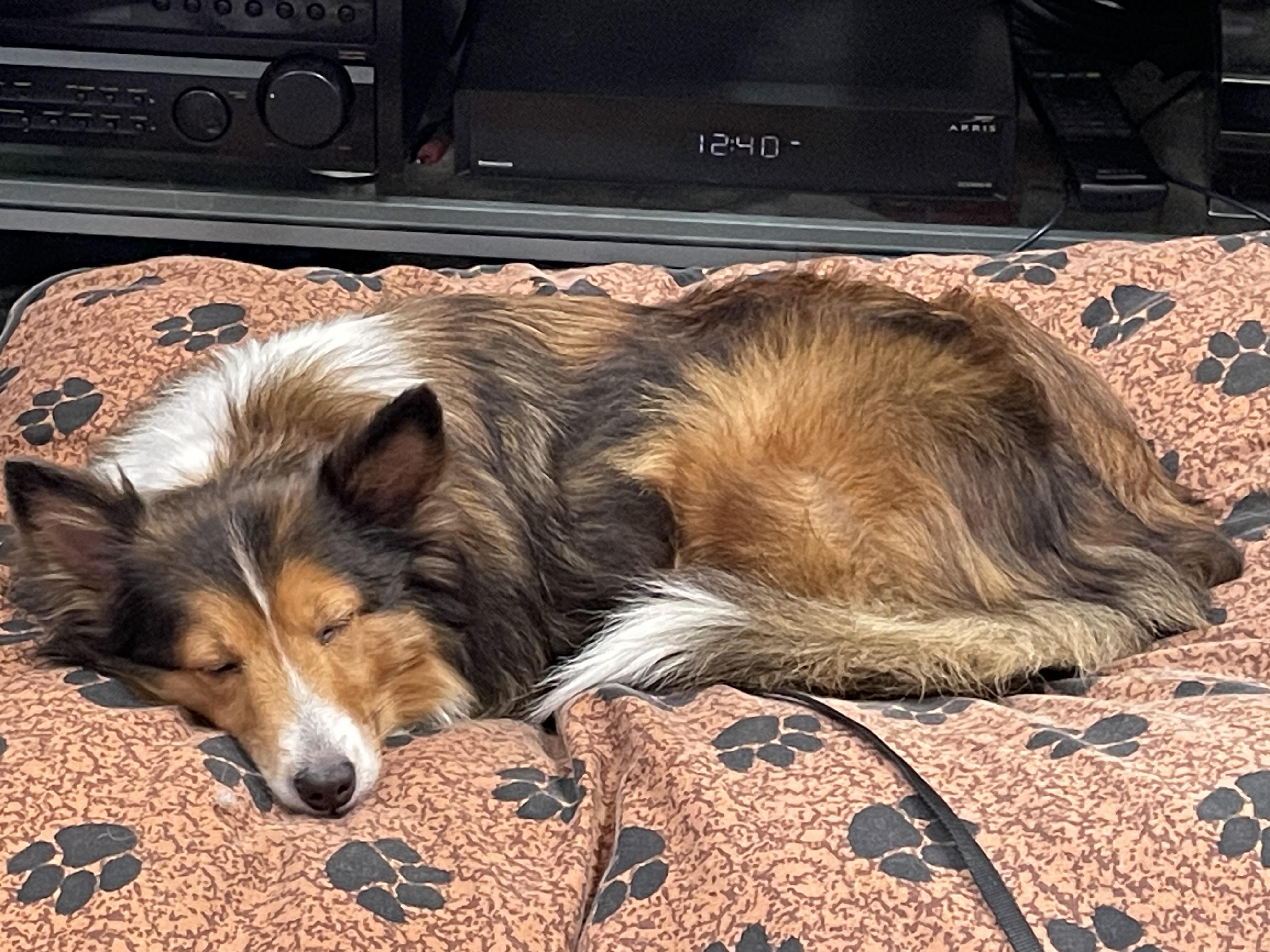 Enlarge Reba, a Adoptable Shetland Sheepdog / Sheltie in Palm Bay, FL image 2/3