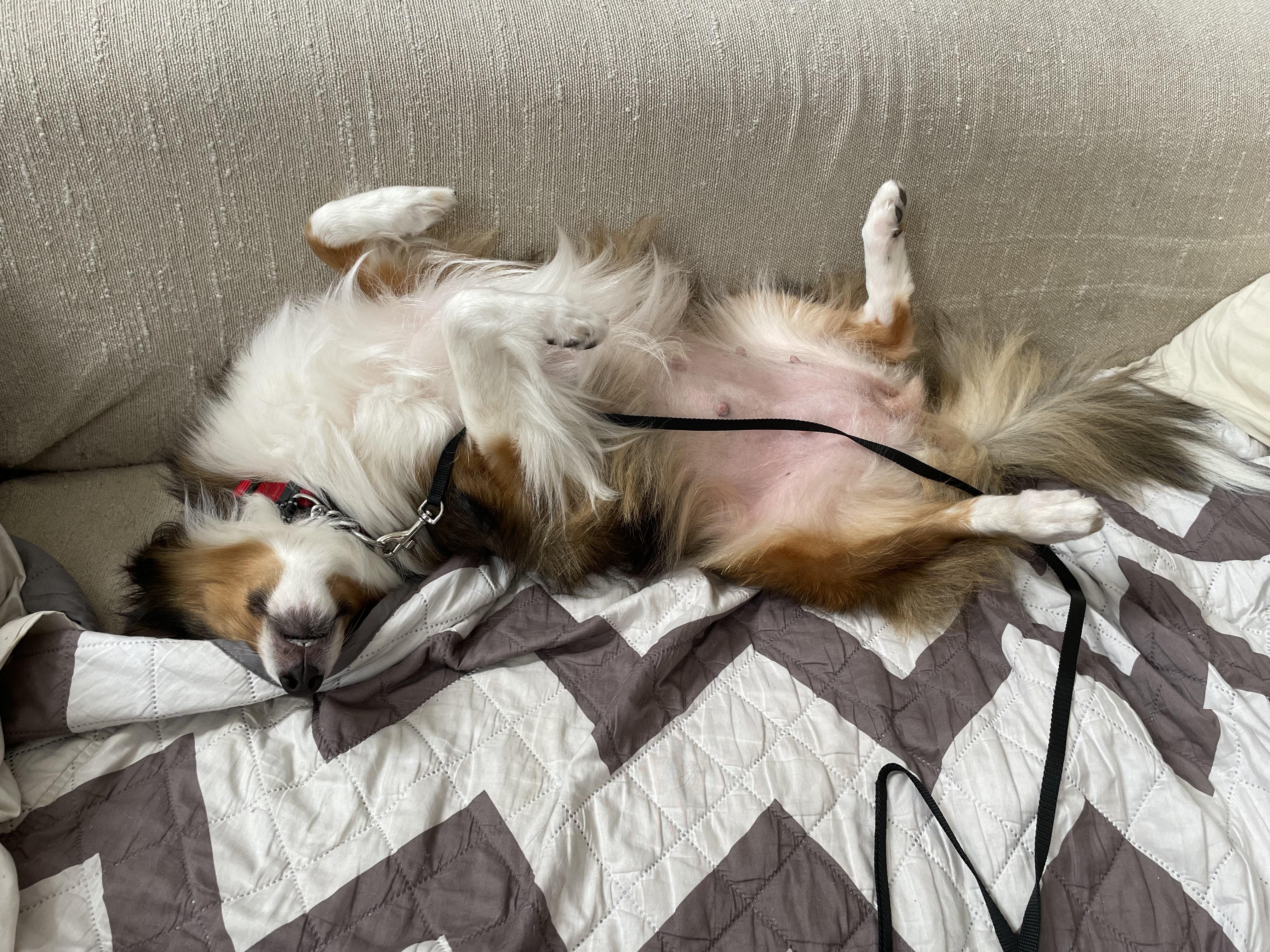 Enlarge Reba, a Adoptable Shetland Sheepdog / Sheltie in Palm Bay, FL image 3/3