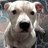 EVE- Needs a foster/forever home!