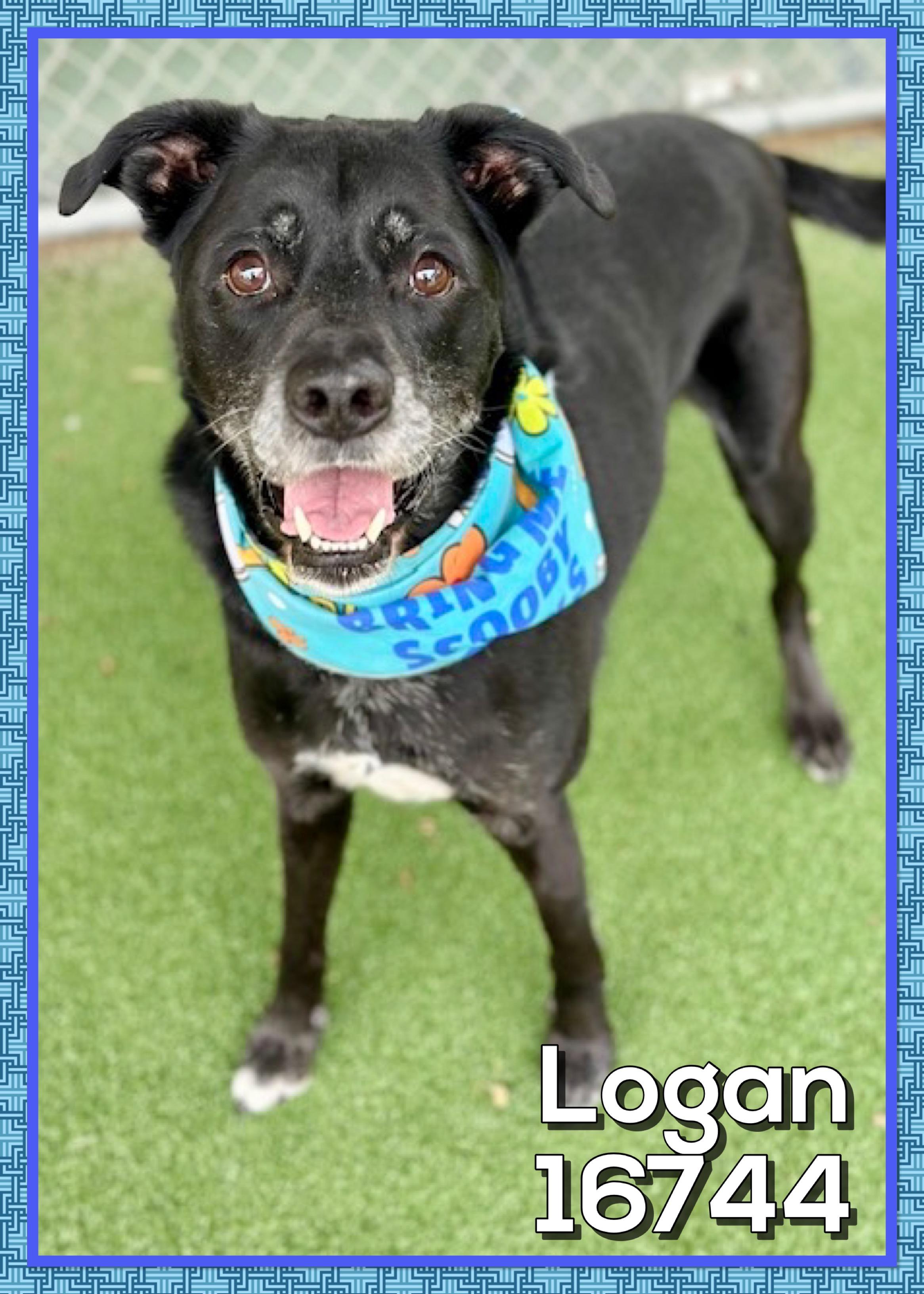 LOGAN — thumbnail 2