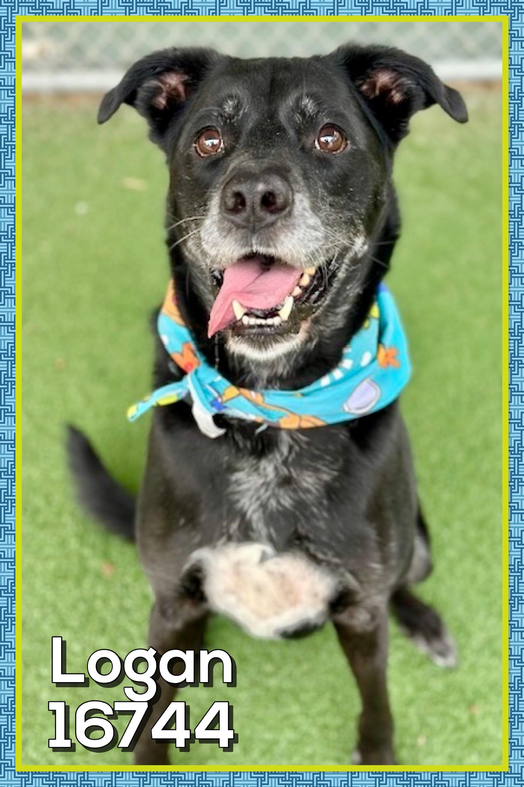 LOGAN — thumbnail 3