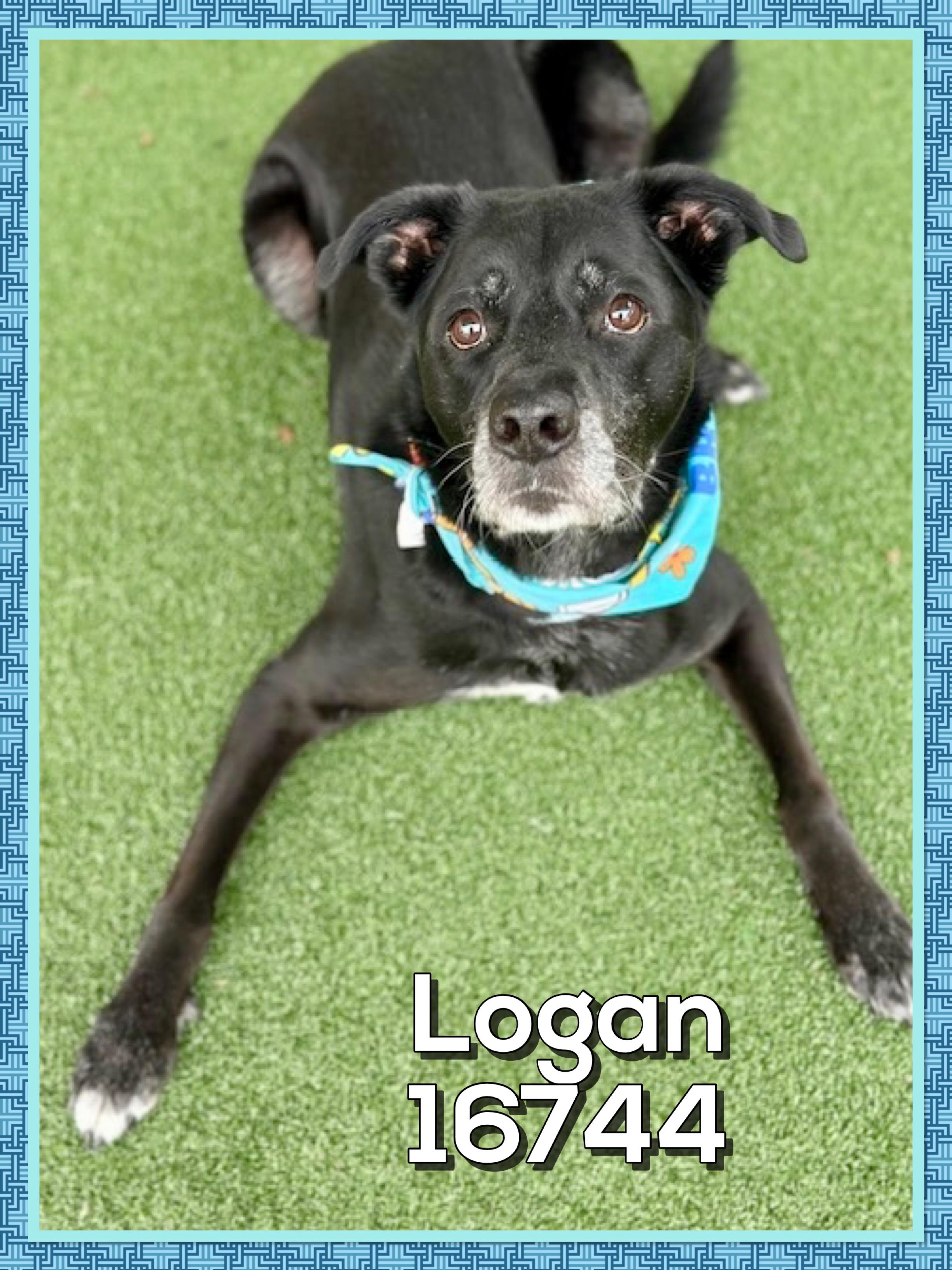 LOGAN — thumbnail 4