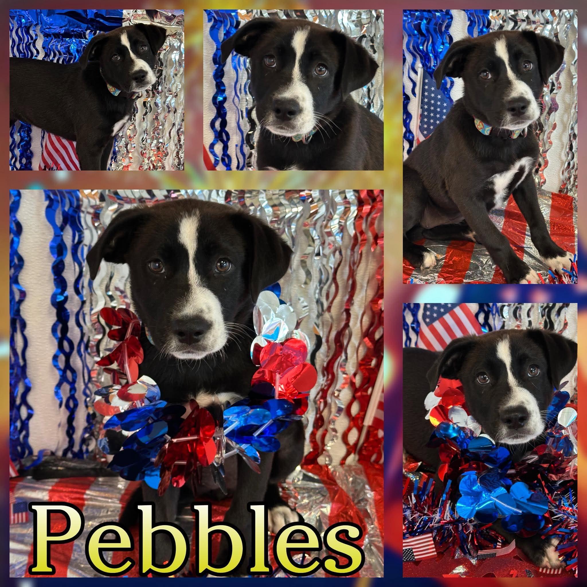 Pebbles, ADOPTABLE, Puppy Female Labrador Retriever.