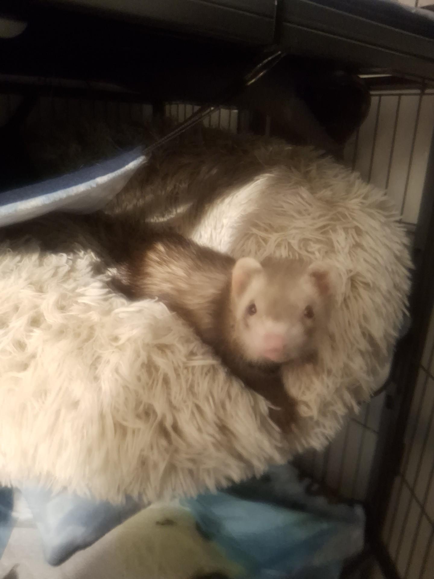 Sherlock, ADOPTABLE, Young Male Ferret.