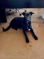 Enlarge Bubba, a Adoptable Black Labrador Retriever in Winfield, KS image 1/2