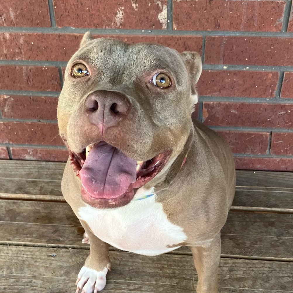 Bailey-Sue — thumbnail 2