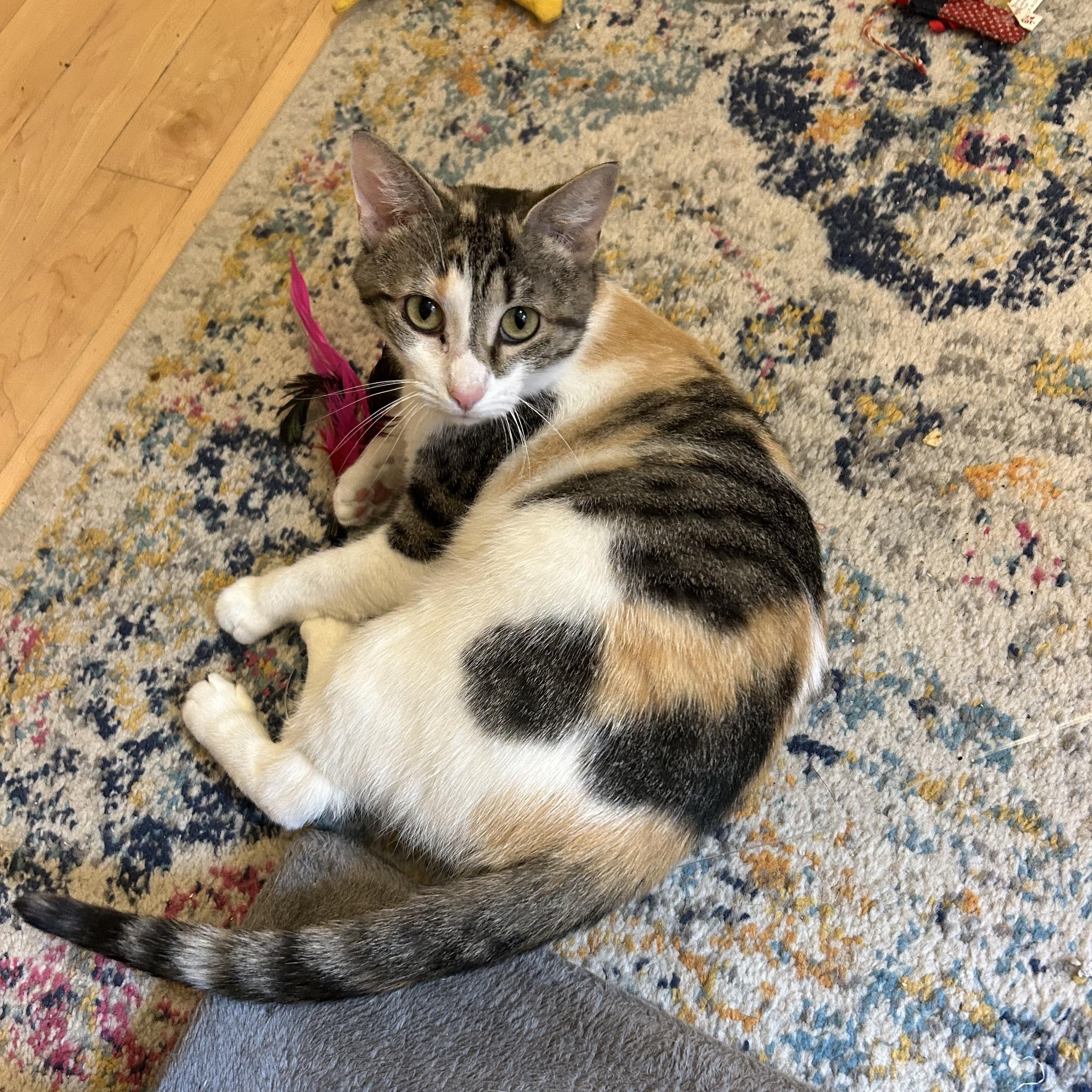 Tasha