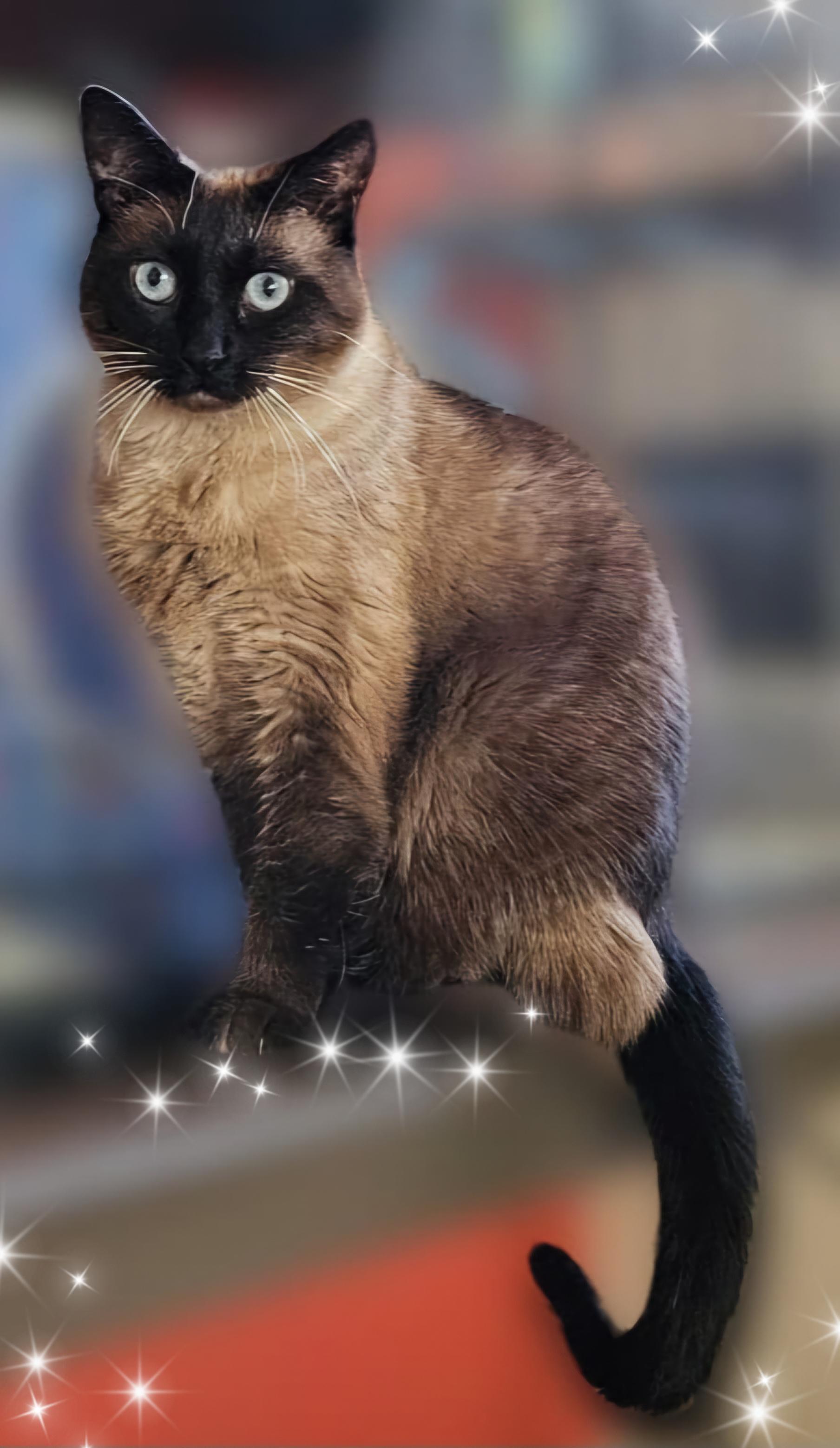 Jojo, Adult Female Siamese