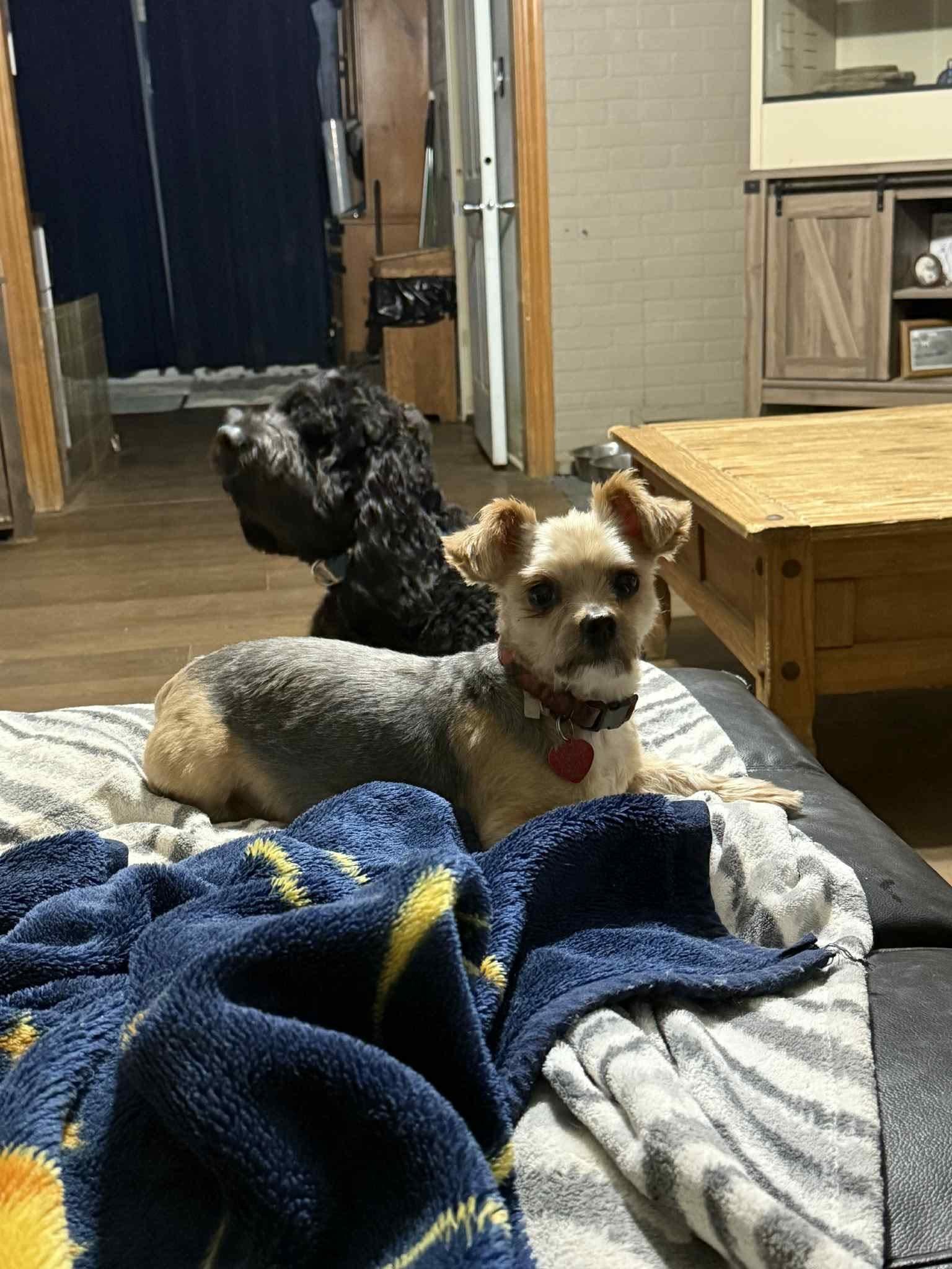 Rocky, Adoptable, Adult Male Yorkie Poo.