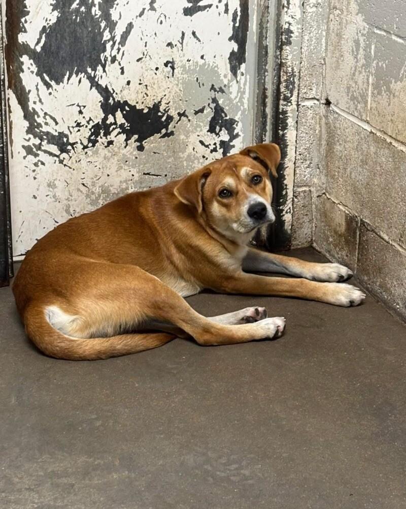 Homer, Adoptable, Adult Male Mixed Breed.