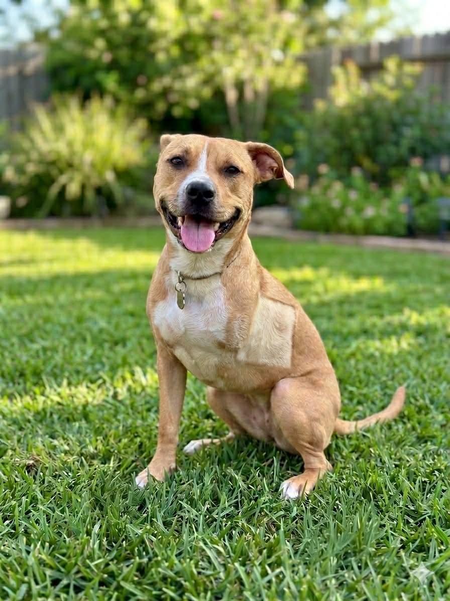 Nemo, adopted, Adult Male American Staffordshire Terrier.