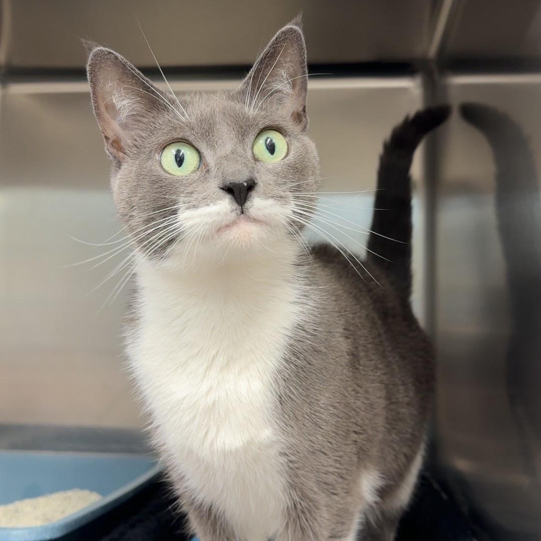 Enlarge Jennie, a ADOPTABLE Domestic Short Hair in Exeter, RI image 1/1