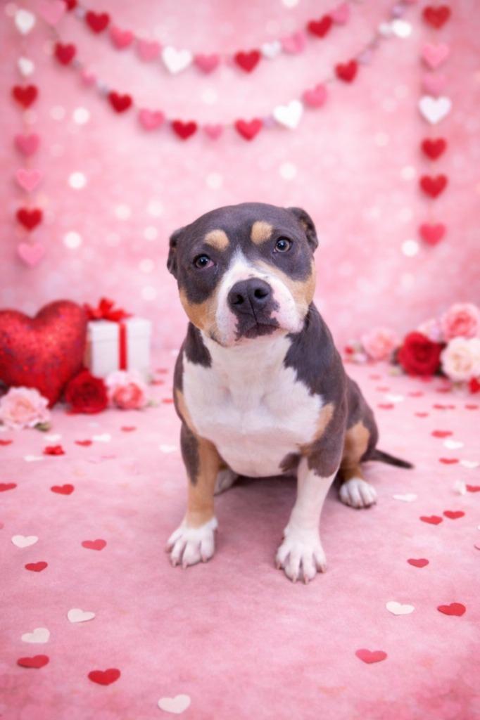 Willow, a Adoptable mixed breed in Hardeeville, SC image 1/2