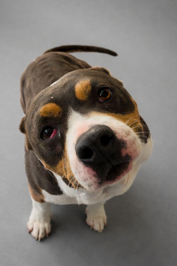 Willow, a Adoptable mixed breed in Hardeeville, SC image 2/2