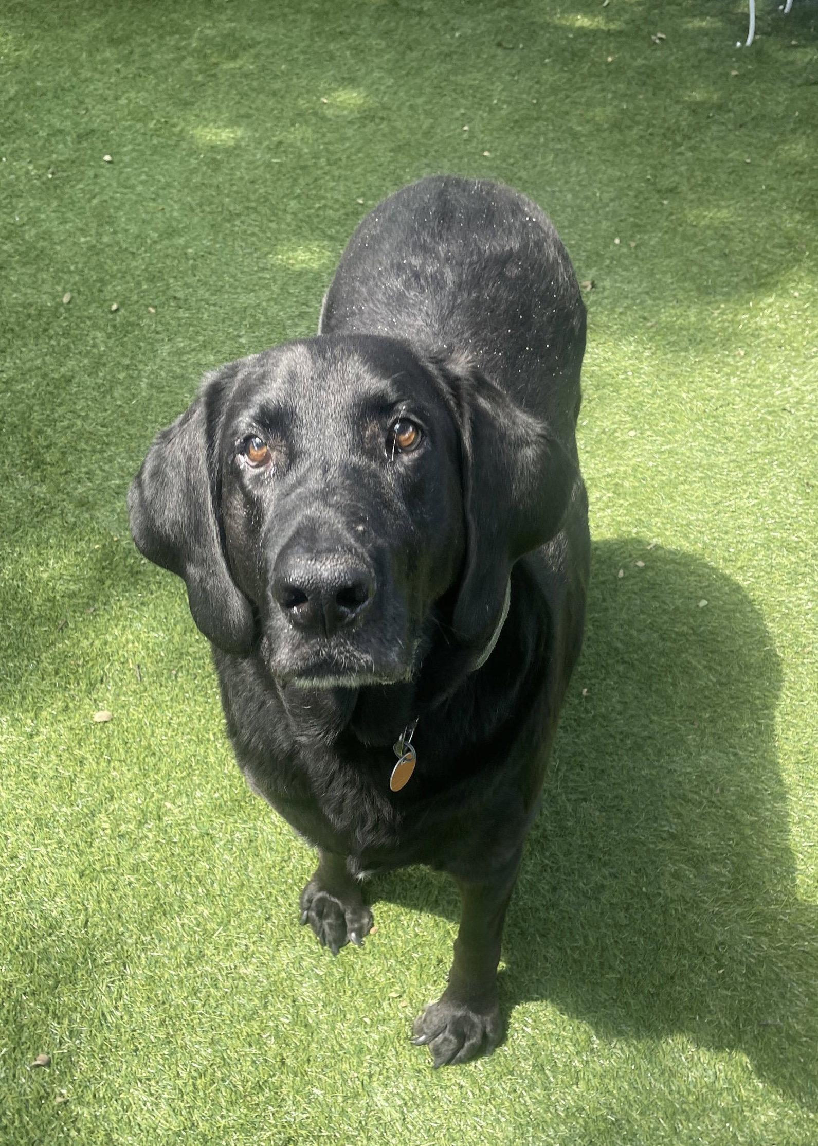 Benni, Adoptable, Adult Male Labrador Retriever.