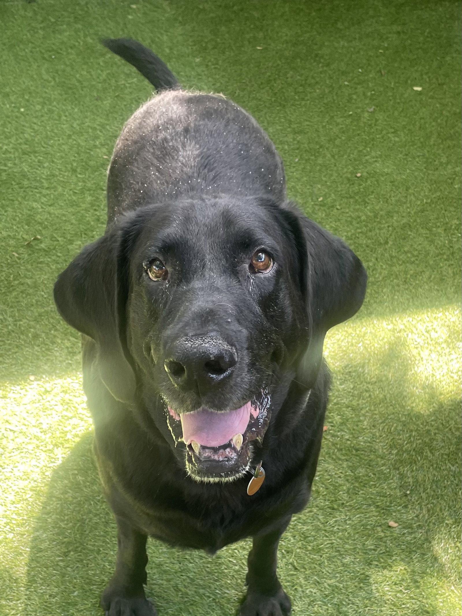 Benni, a Adoptable Labrador Retriever in Fort Worth, TX image 2/3