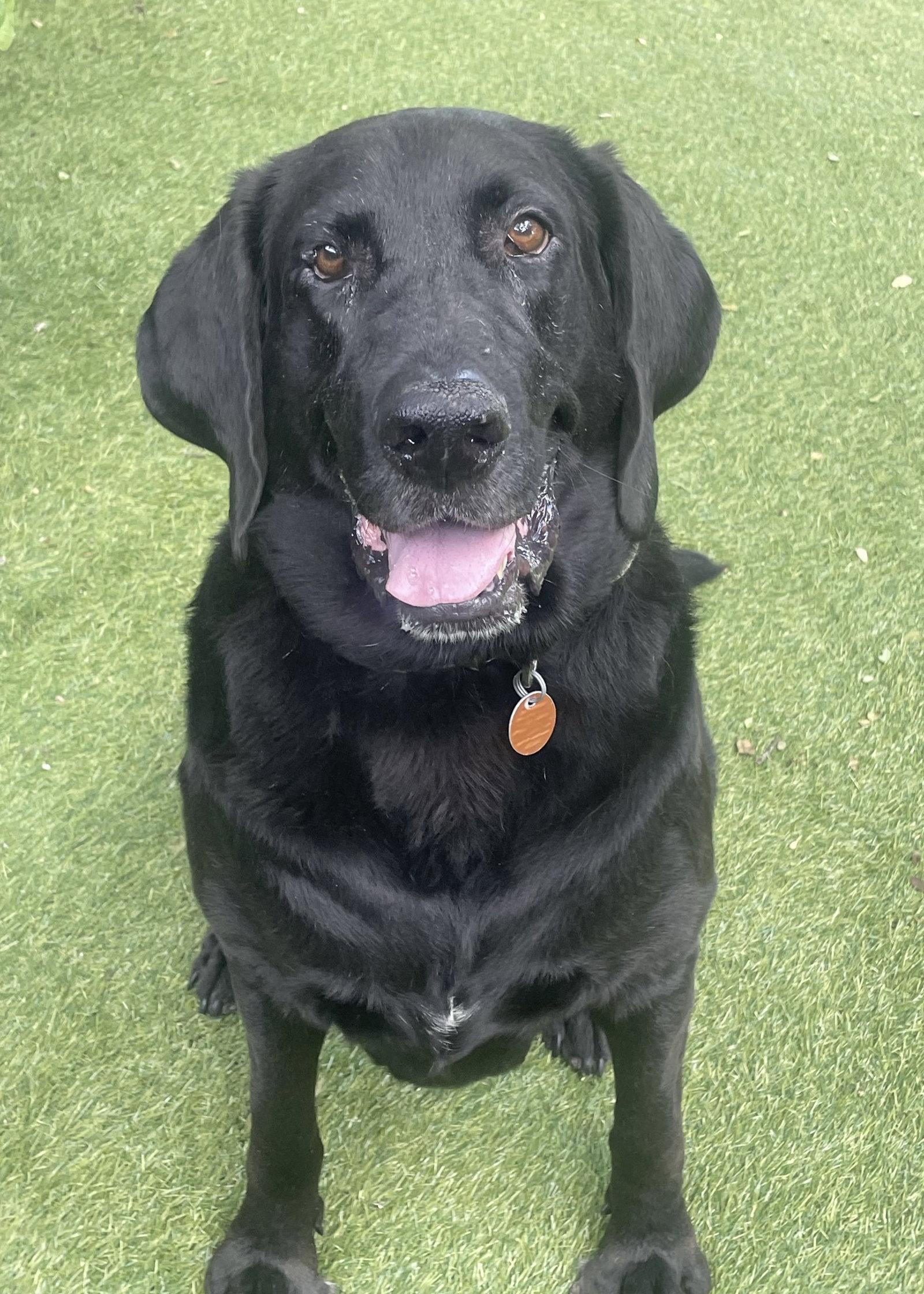 Benni, a Adoptable Labrador Retriever in Fort Worth, TX image 3/3