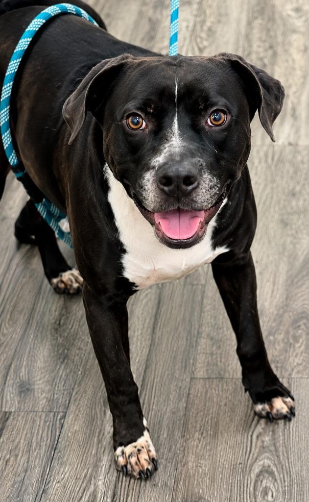 Major, Adoptable, Adult Male Mixed Breed.