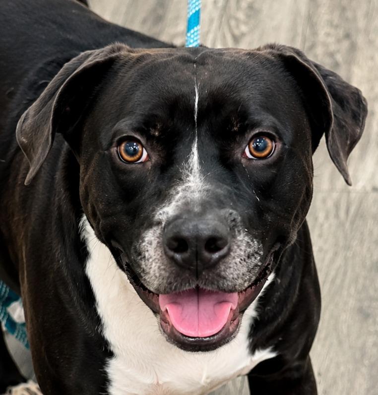 Major, a Adoptable mixed breed in Labelle, FL image 2/2