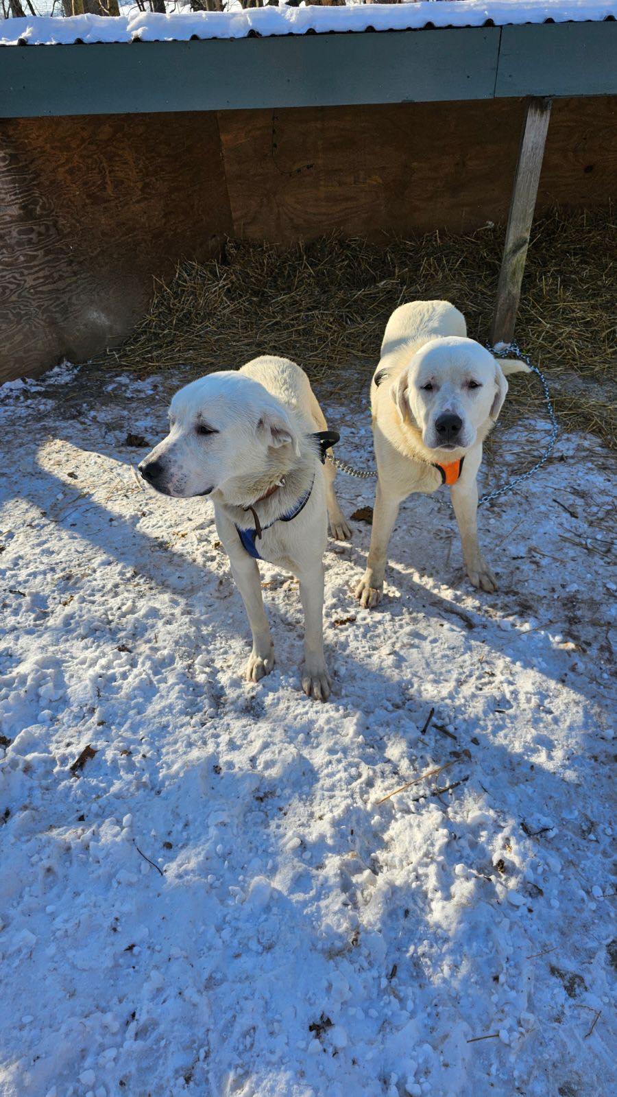 Mayhem, an adoptable Great Pyrenees in Claremont, NC, 28610 | Photo Image 1
