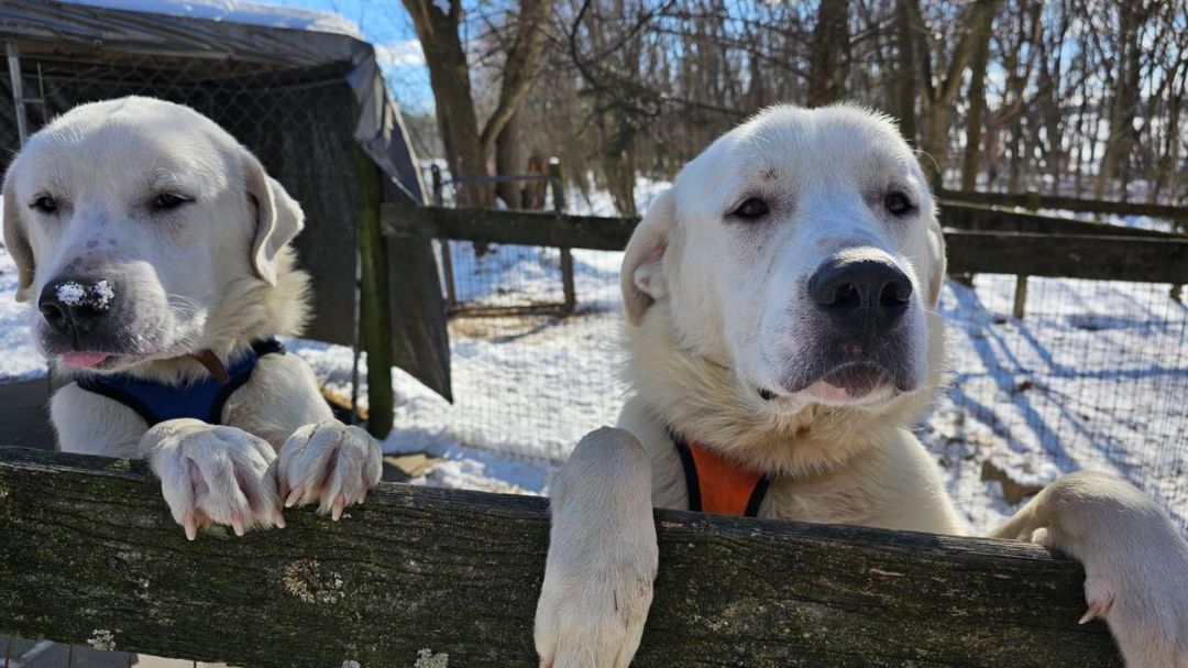 Mayhem, an adoptable Great Pyrenees in Claremont, NC, 28610 | Photo Image 3