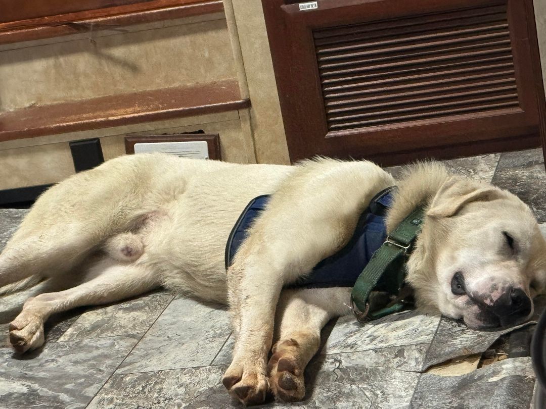 Enlarge Mayhem, a Adoptable mixed breed in Claremont, NC image 3/3