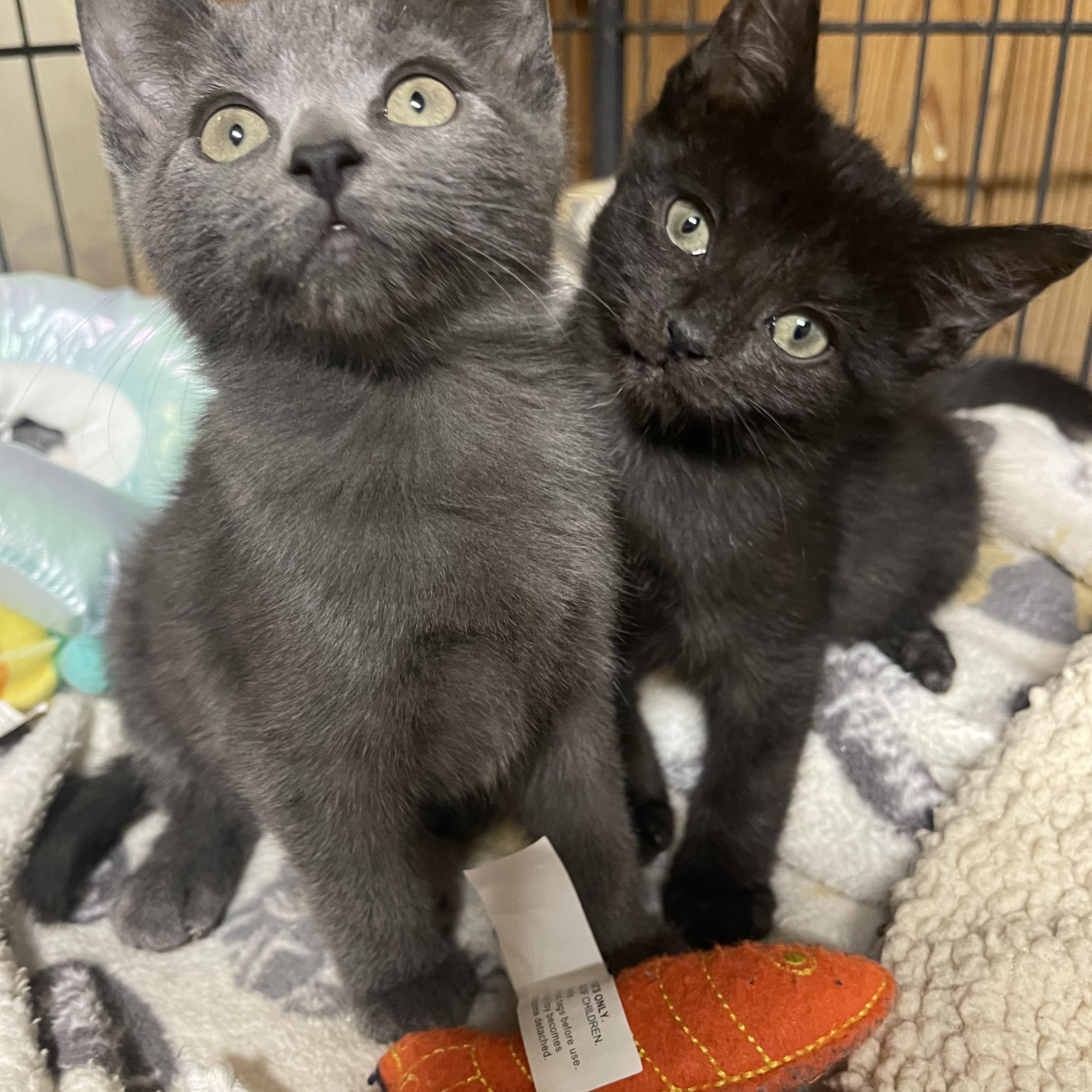 Stella Blue - Delilah Jones, a Adoptable Domestic Short Hair in Warren, NJ image 5/6