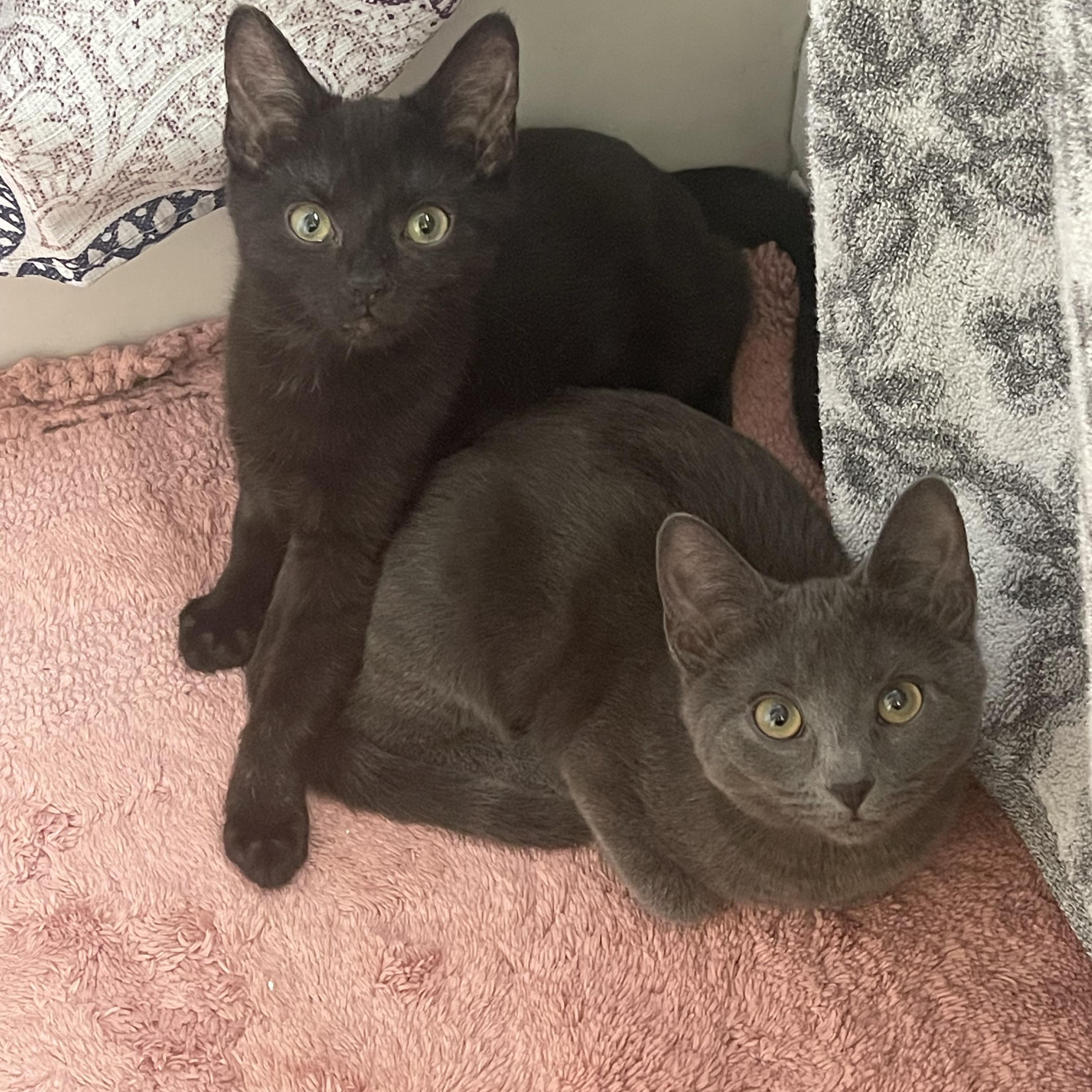 Enlarge Stella and Delilah , an adopted Domestic Short Hair in Warren, NJ image 1/6