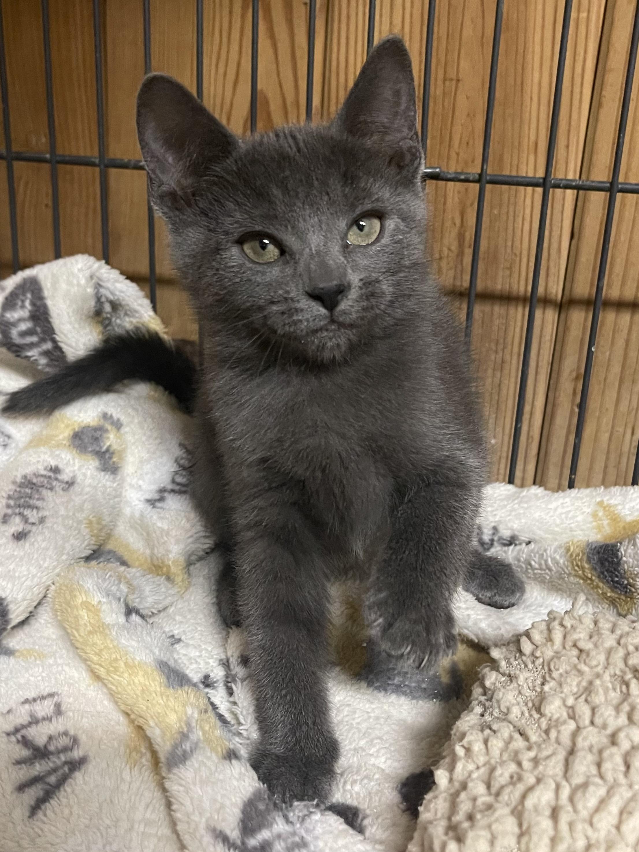 Stella Blue - Delilah Jones, a Adoptable Domestic Short Hair in Warren, NJ image 2/6