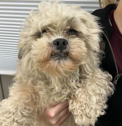 Tommy, Adoptable, Adult Male Shih Tzu & Mixed Breed.
