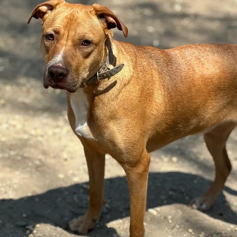 Lily, Adoptable, Young Female Labrador Retriever.