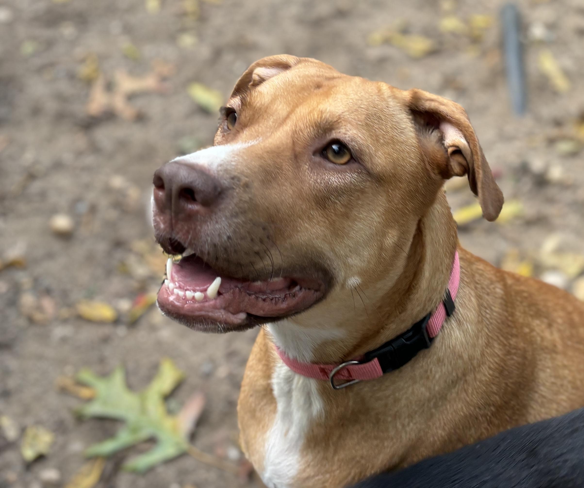 Lily, a Adoptable mixed breed in Lindenhurst, NY image 1/4