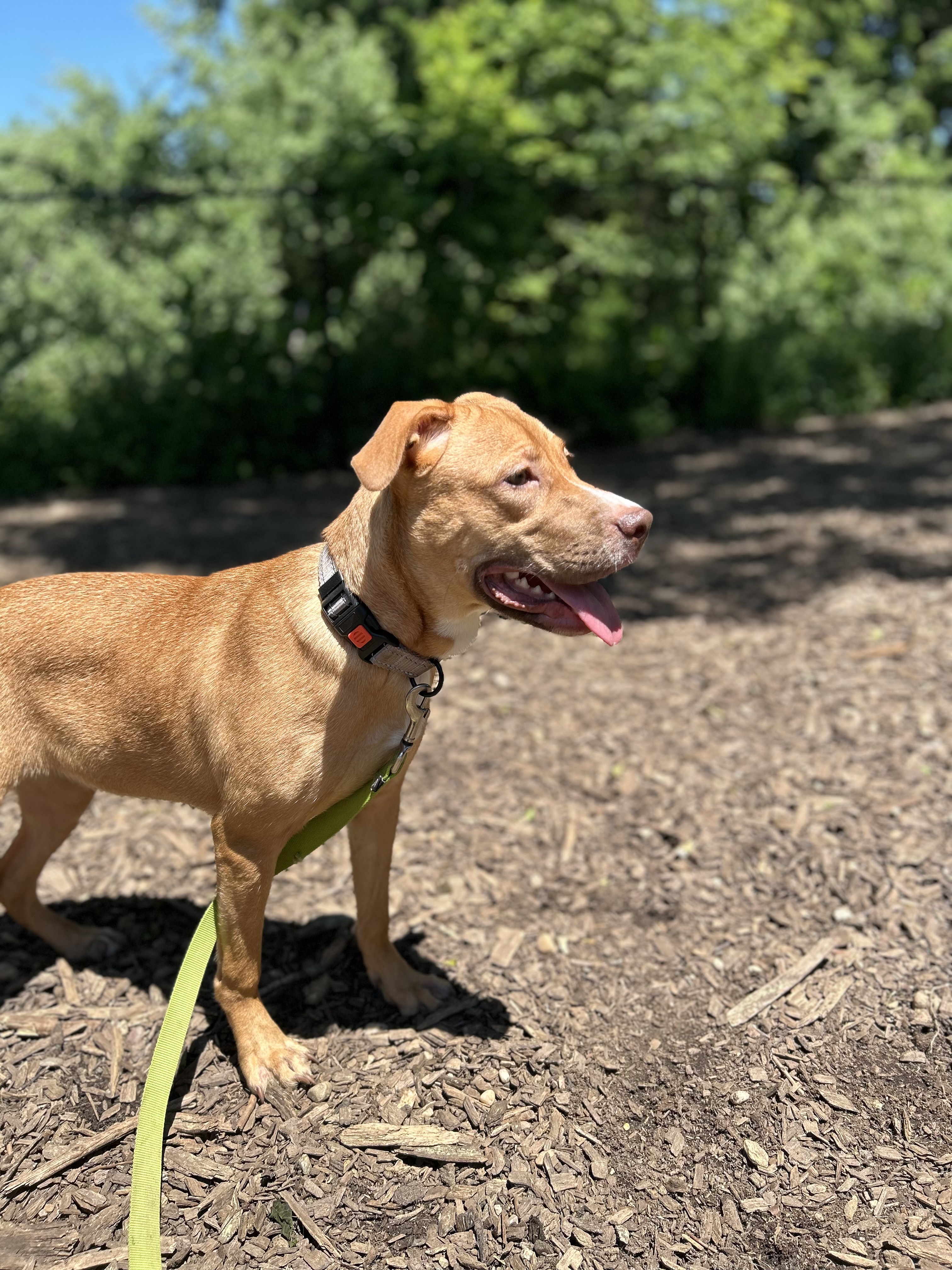 Lily, a Adoptable mixed breed in Lindenhurst, NY image 3/4