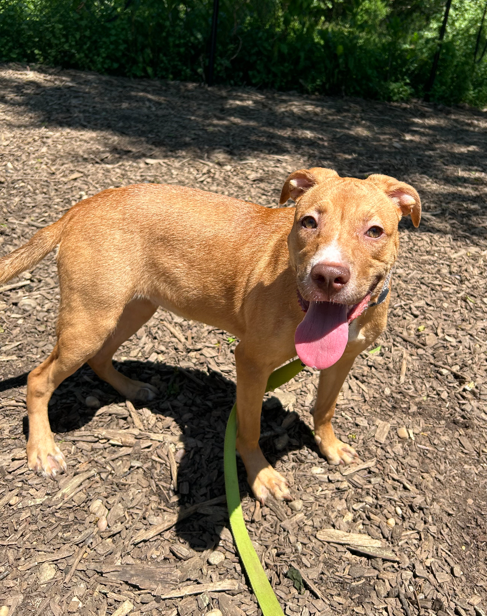 Lily, a Adoptable mixed breed in Lindenhurst, NY image 4/4