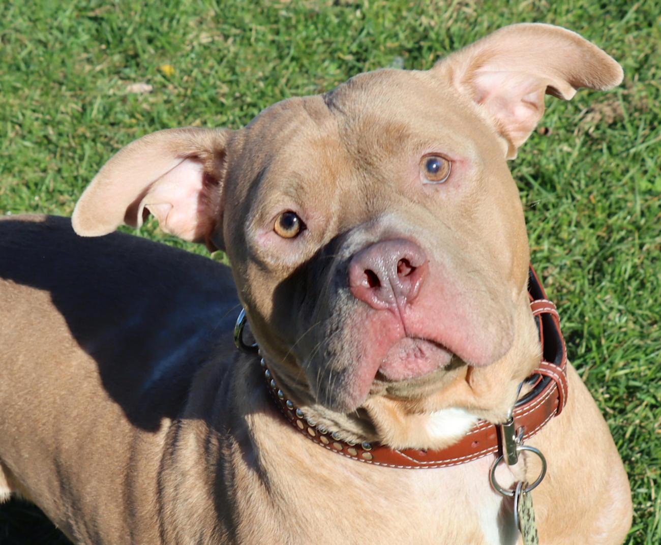 Loki, Adoptable, Adult Male Pit Bull Terrier.