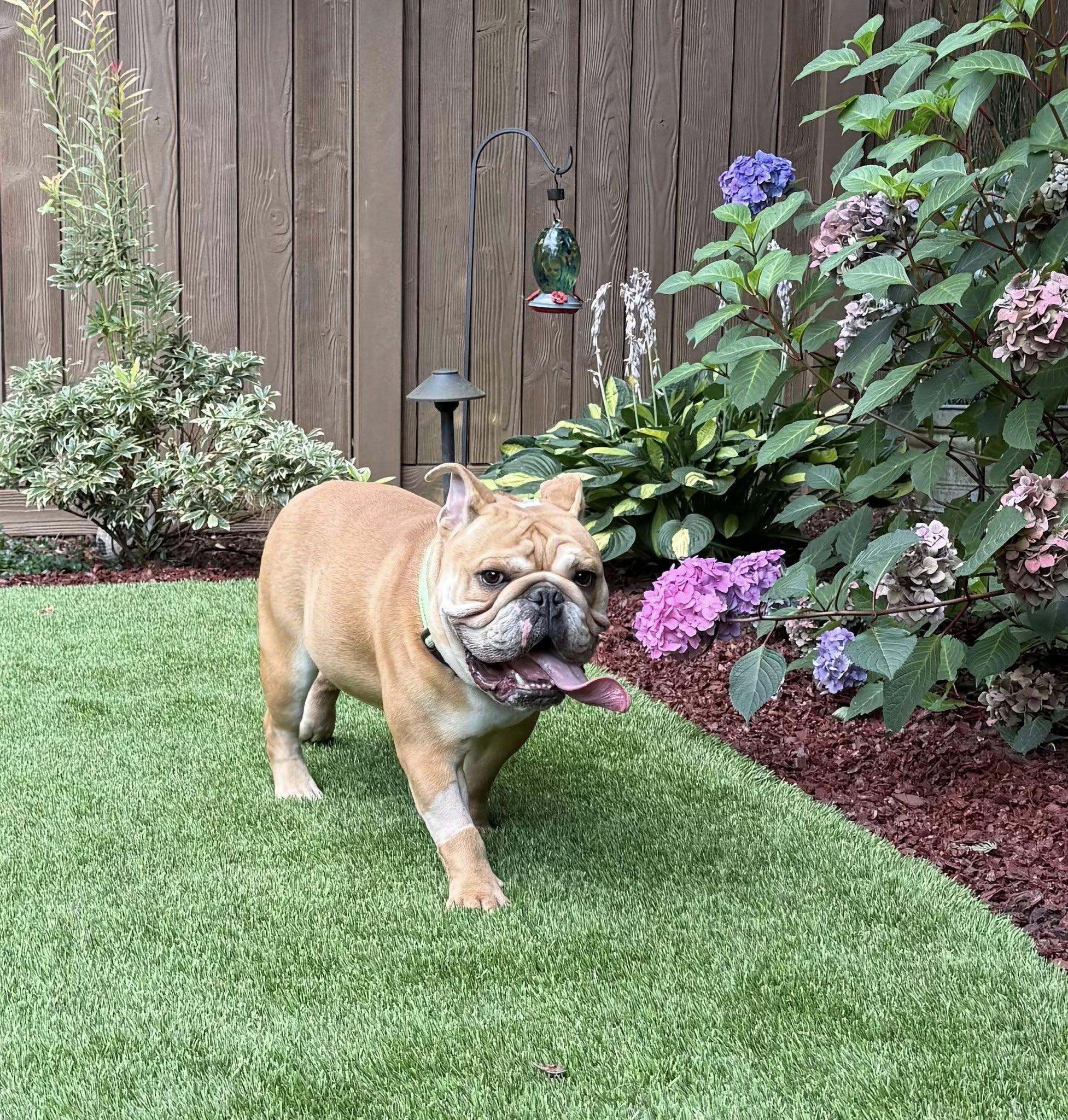 Lincoln, Adopted, Young Male English Bulldog.