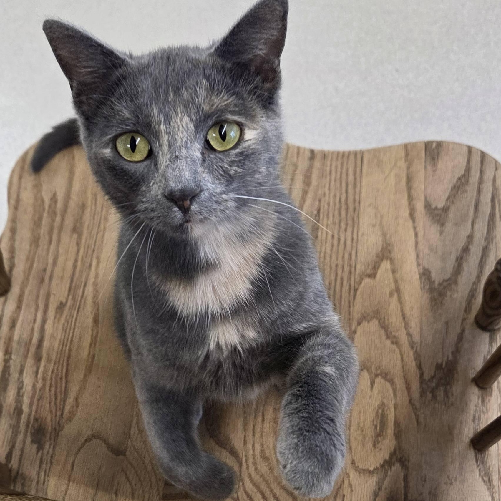 Dora - The Executive-FEE WAIVED