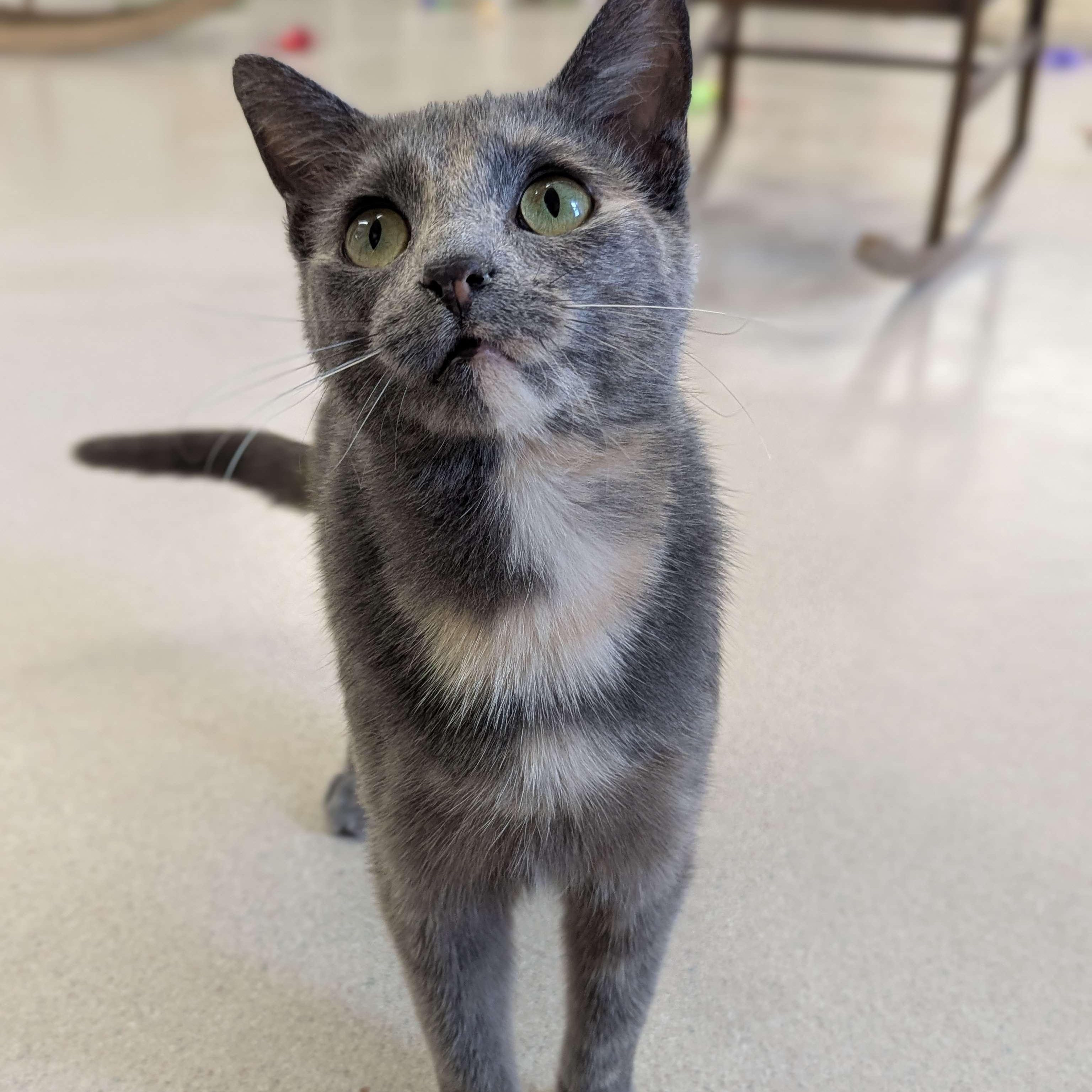 Dora - The Executive-FEE WAIVED