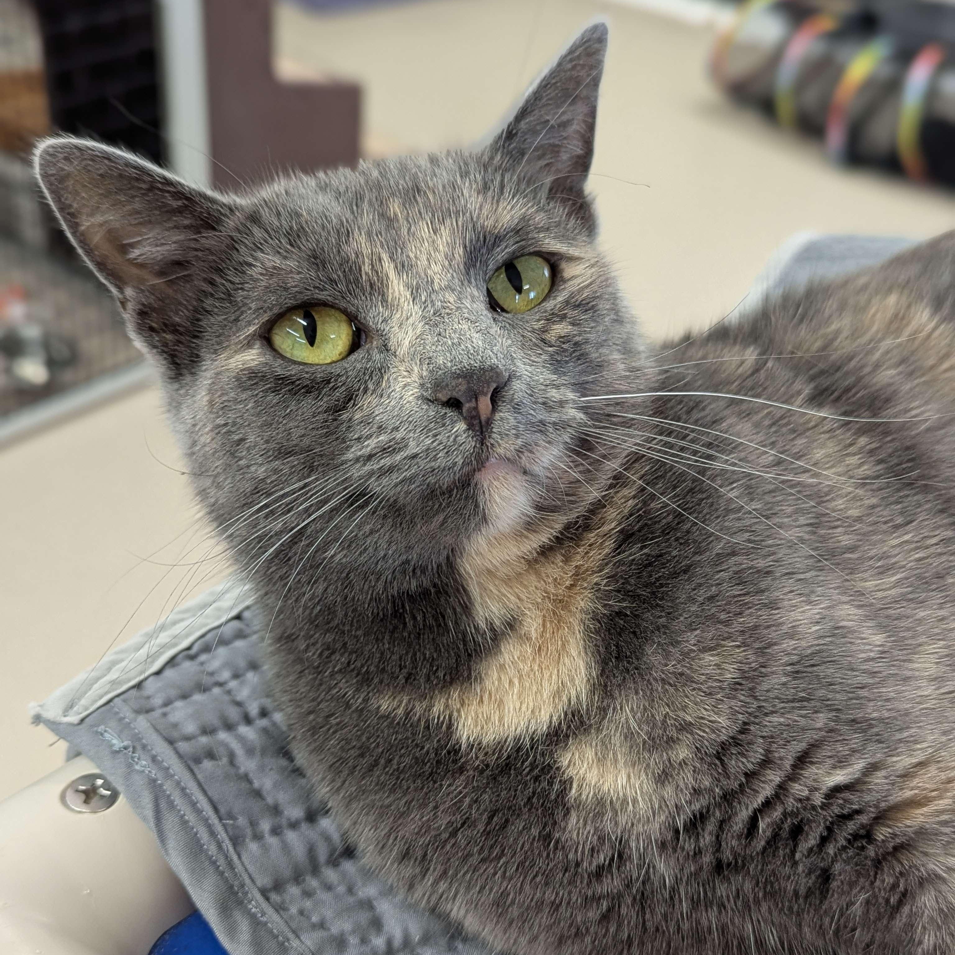 Dora - The Executive-FEE WAIVED