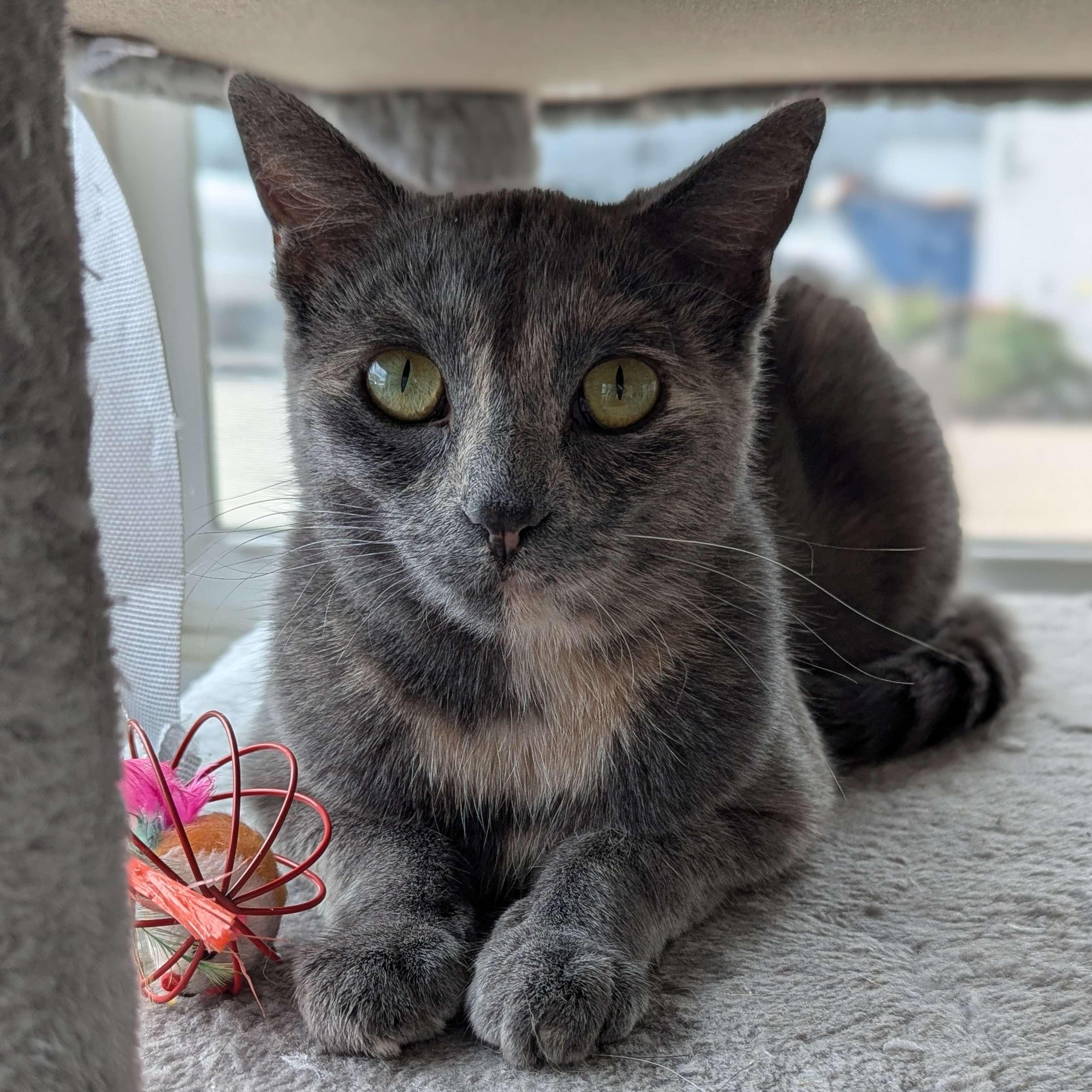 Dora - The Executive-FEE WAIVED