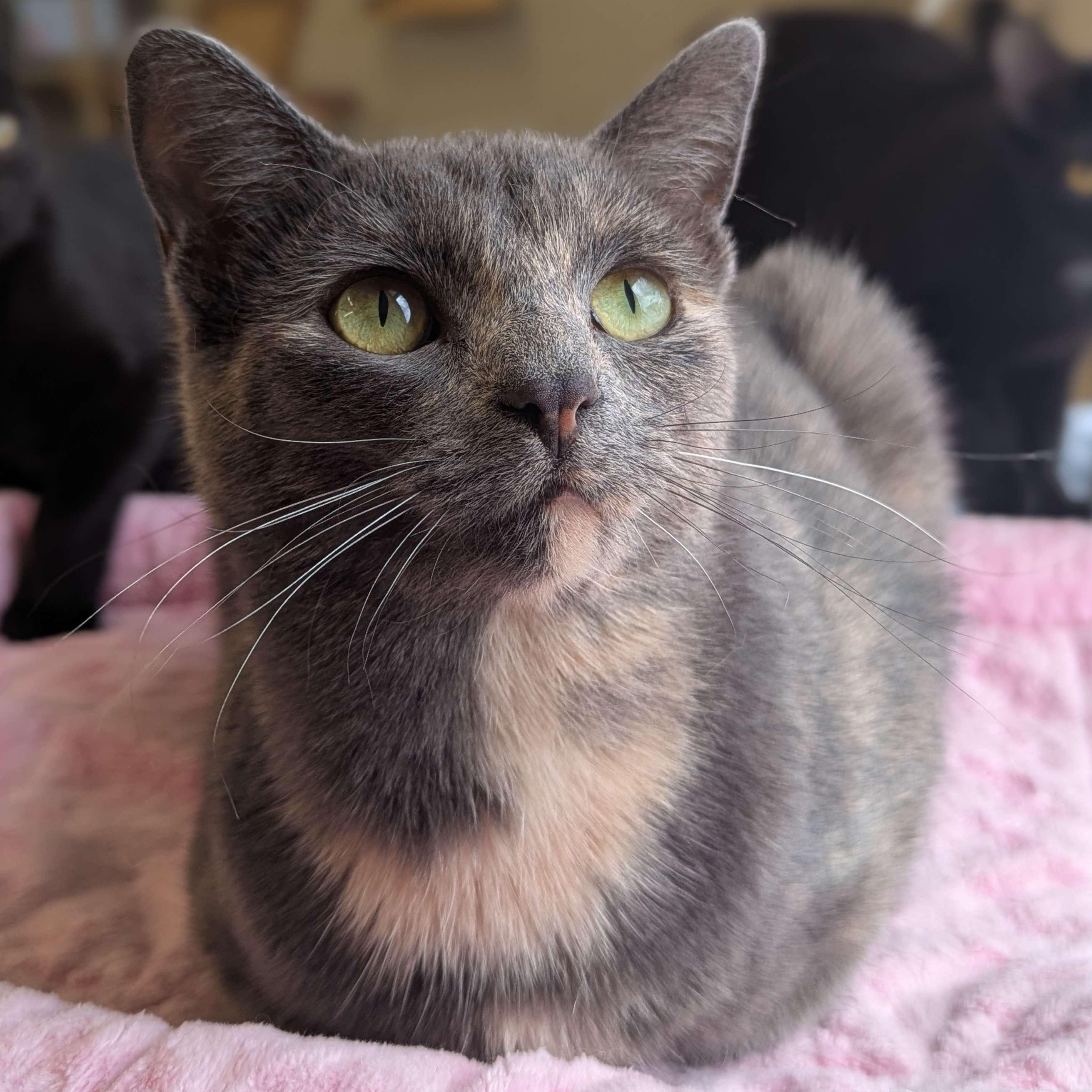 Dora - The Executive-FEE WAIVED