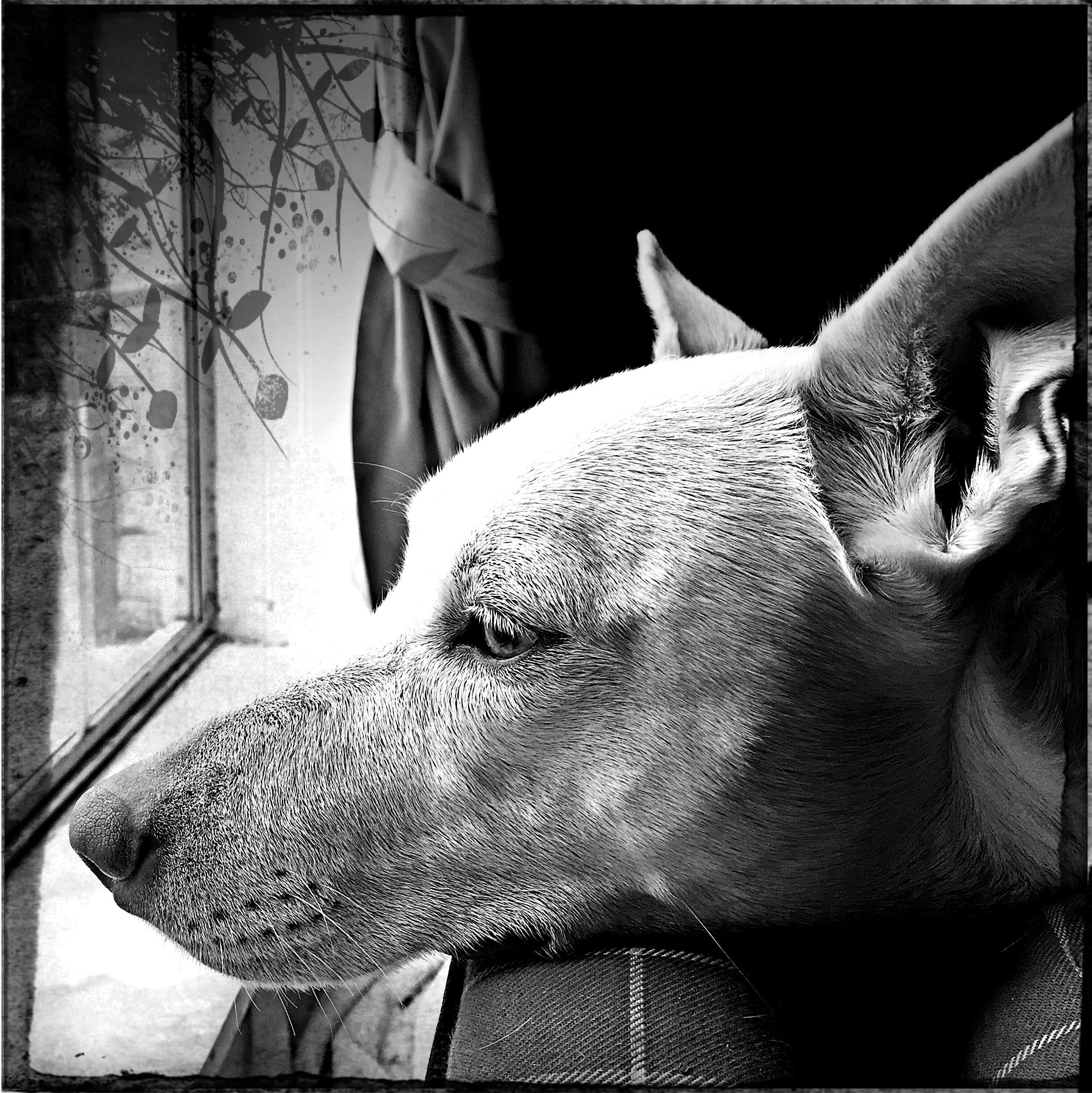 Chama, an adoptable Husky in Edgewood, NM, 87015 | Photo Image 3