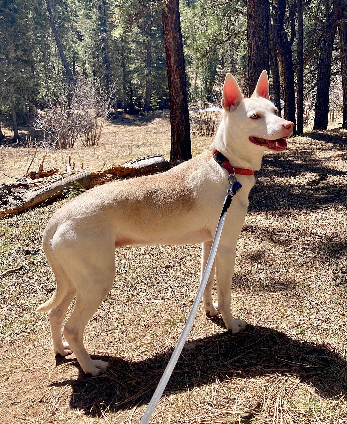 Chama, an adoptable Husky in Edgewood, NM, 87015 | Photo Image 1