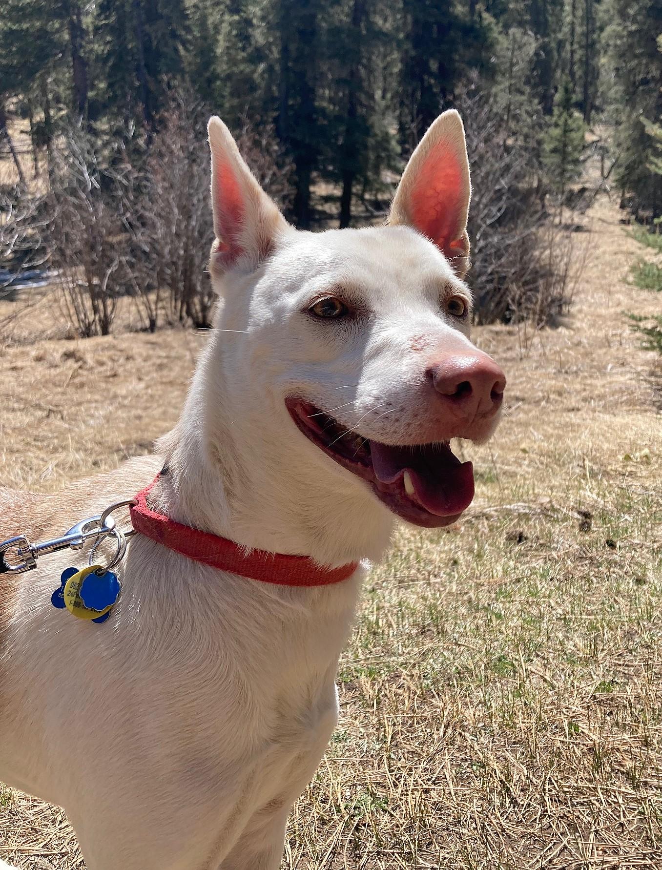Chama, an adoptable Husky in Edgewood, NM, 87015 | Photo Image 2