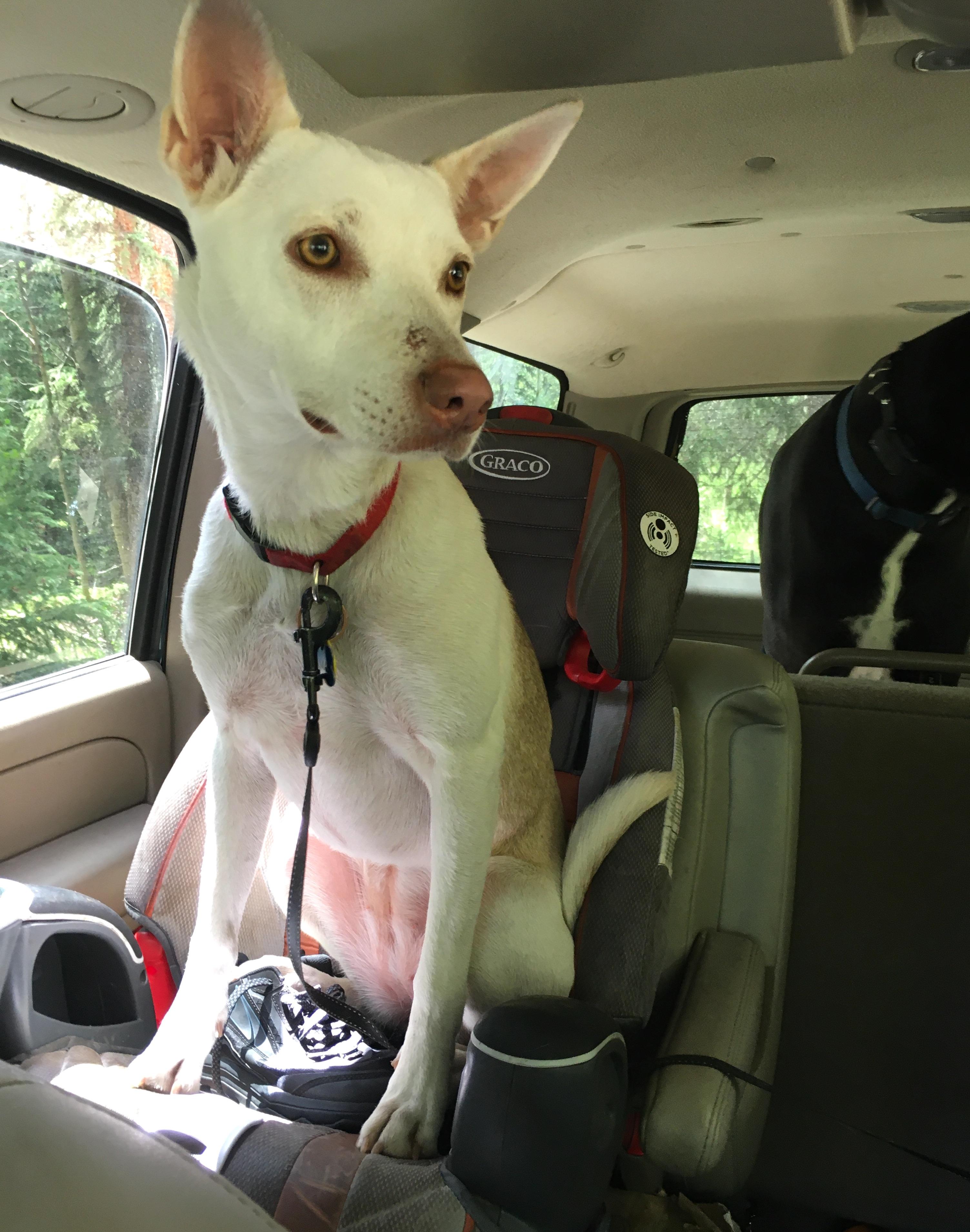 Chama, an adoptable Husky in Edgewood, NM, 87015 | Photo Image 5