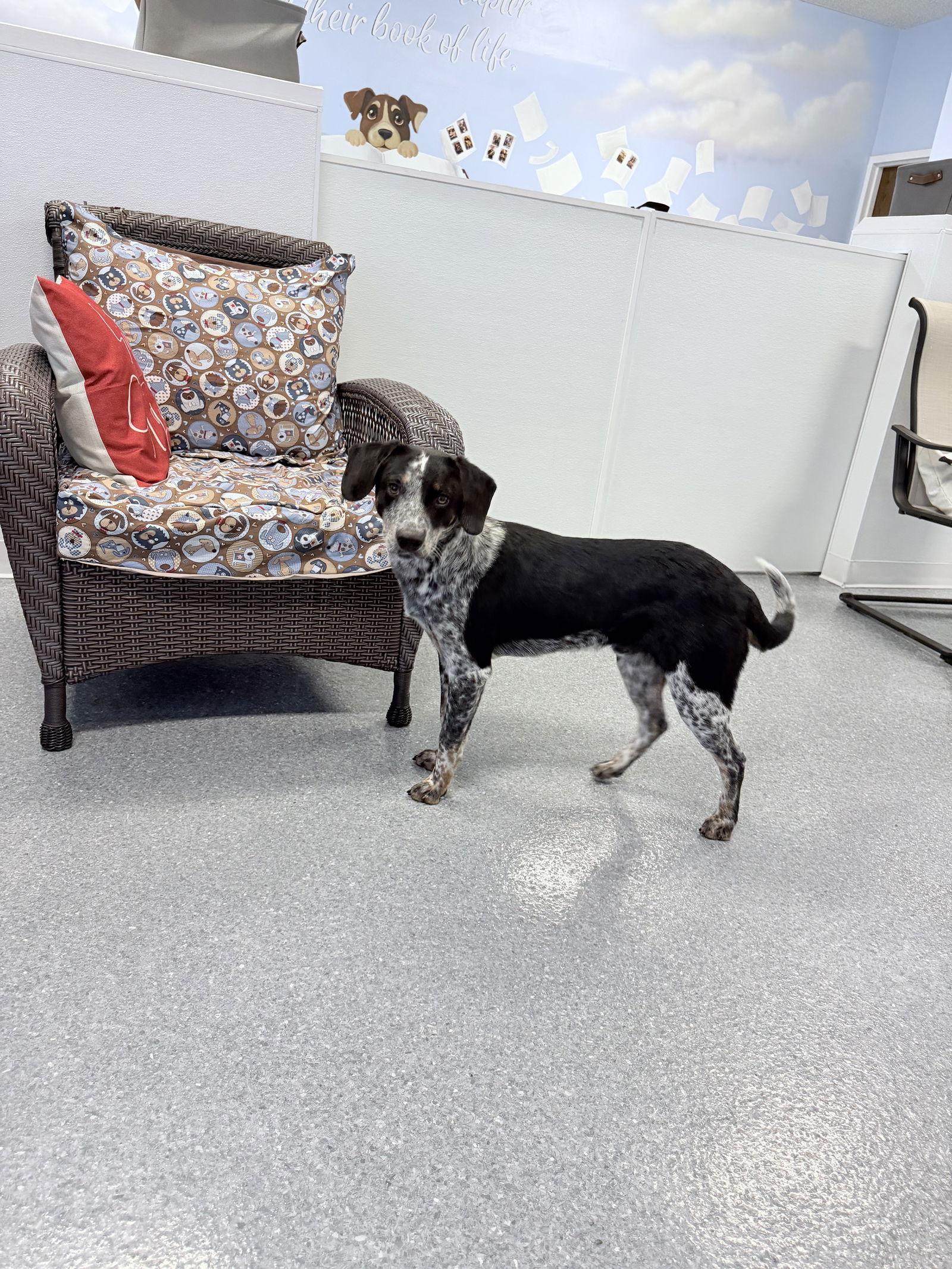 Enlarge Ramsey, a Adoptable Australian Cattle Dog / Blue Heeler in Steeleville, IL image 1/3