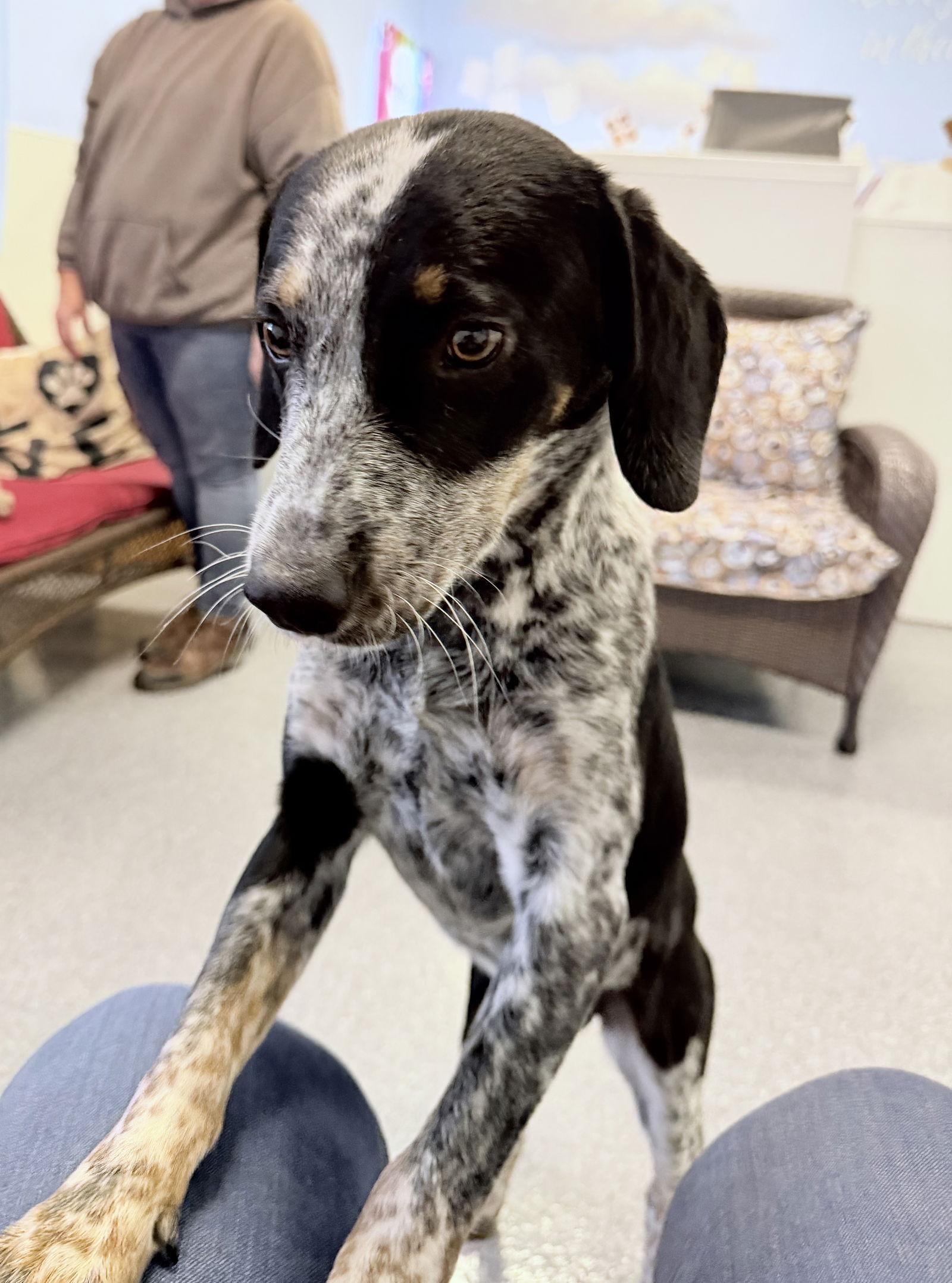 Enlarge Ramsey, a Adoptable Australian Cattle Dog / Blue Heeler in Steeleville, IL image 2/3