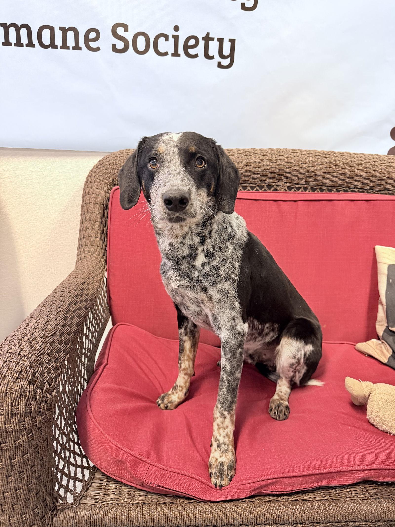 Enlarge Ramsey, a Adoptable Australian Cattle Dog / Blue Heeler in Steeleville, IL image 3/3